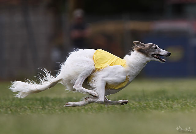 Bados running hound