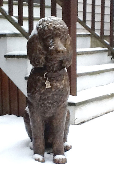 standard poodle bronze dog sculpture portrait by Lena Toritch